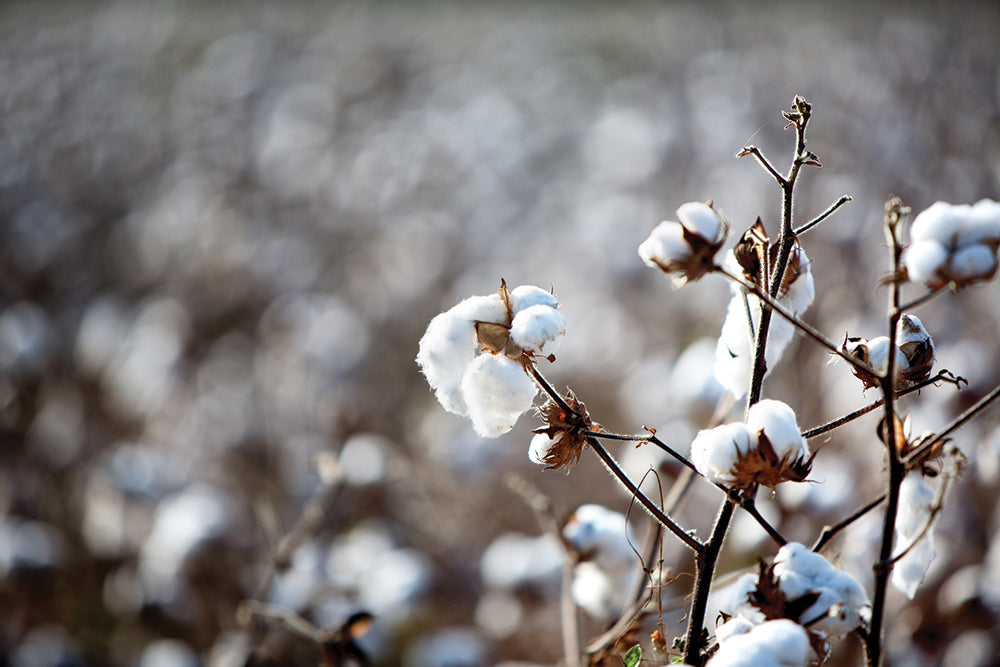 What Is Organic Cotton?